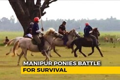 Shrinking Wetlands Are Killing Manipuri Ponies, Policy Push Can Save Them Shrinking Wetlands Are Killing Manipuri Ponies, Policy Push Can Save Them