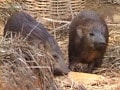 Video: सफारी इंडिया : बचाई जा रही है सुअरों की यह नाजुक प्रजाति
