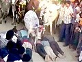 Videos : उज्जैन : इंसानों के ऊपर दौड़ती गायें