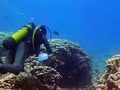 Video: Underwater: Saving our corals (Aired: July 2008)