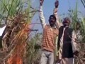 Videos : यूपी : कर्ज में डूबे गन्ना किसान ने की आत्महत्या