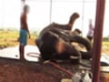 Video : जंजीरों में कैद 'सुंदर' हाथी जल्द होगा आजाद
