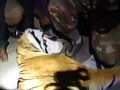 Video : Tiger, which had killed three people near Ooty, shot dead