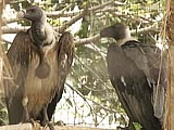 Video : Can Tigers Save the Disappearing Vultures?