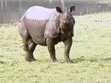 Video : 'The Pride Of Assam':  The Rhino Under Threat