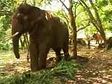 Video : After Years of Abuse, Sunder, the Elephant is Home at Last
