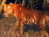 Video : Deciphering the Sundarbans