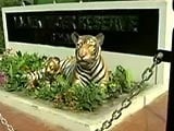 Video : Valmiki Tiger Reserve - The Resurgence