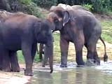 Video : With a New Girlfriend, Sunder, the Elephant Moves Towards Recovery