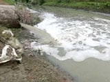 Video: <i>Maa</i> Ganga: Killing Her Softly - Kanpur And Haridwar
