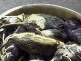 Video : इंदौर : अस्पताल में दो दिन में मारे गए हजारों चूहे