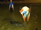 Video : Roger Federer's Date With Dolphins!
