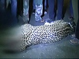 Video : वसई में सड़क हादसे में तेंदुए की मौत
