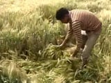 Video : Farmers in Punjab Will Have A Dull Baisakhi This Year
