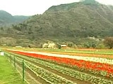 Video : Asia's Largest Tulip Garden is in Full Bloom in Srinagar