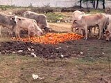 Video : Unseasonal Rains in Madhya Pradesh Damage Orange Crop and its Market