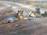Video : With Rising Numbers, Lions Overflowing Gir? Latest Census Hopes to Find Out