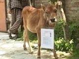 Video : Holy Cow. Here's a Lesson for Jammu and Kashmir's Exam System.