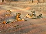 Video : गीर के जंगलों में बढ़ी शेर की संख्या ने बढ़ाई सुरक्षा की चुनौती