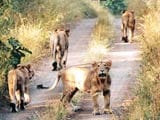 Video : More Lions, More Problems in Gujarat's Gir Wildlife Sanctuary
