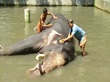 Video : Body Scrubs to Indulgent Diets, 40 Elephants to Get Special Treatment in Kerala