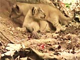 Video : TGIF Treat. Video of 11 New Lion Cubs at Gir Sanctuary in Gujarat