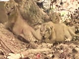 Video : कैमरे में कैद : बब्बर शेर के नन्हे बच्चों की अठखेलियां