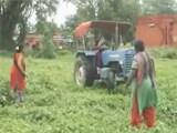 Video : 'दबंग' महिला ने दूसरी महिला पर चढ़ाया ट्रैक्टर, एक महिला व लड़की घायल