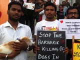 Video : Bengaluru's Animal Lovers Protest Against Culling of Street Dogs by Kerala