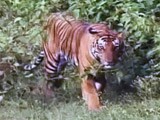 Video : सेव आवर टाइगर्स : बांदीपुर रिजर्व में बाघों को बचाने की चुनौतियां