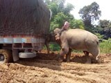 Video : This State Has Been Cut Off for 10 Days. An Elephant Is Called In