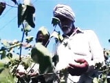Video : In Punjab, How Failing Pesticides, Seeds Are Claiming Farmers' Lives