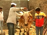 Videos : मराठवाड़ा के सूखा पीड़ित किसानों के लिए पोला पर्व भी पड़ा फीका