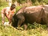 Video : How This Ex-Poacher has Taken to Conservation of Assam's One Horned Rhino