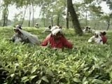 Video : Hard Winter Ahead for Thousands at West Bengal's Tea Gardens