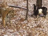 Video : Tiger and Goat Forge Unlikely Friendship in Russian Zoo