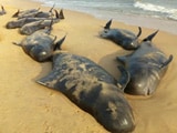 Video : 100 Whales Wash Up At Beach 600 Km From Chennai