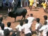 Video : Jallikattu: Tamil Nadu Farmers Still Hopeful Despite Top Court's Stay