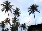 Video : गोवा में आकर्षण के केंद्र नारियल के पेड़ को लेकर विवाद गहराया