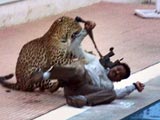 Video : Leopard At Bengaluru School Injures 4, Brawls Near Pool