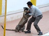 Video : Bengalaru School Closes After Leopards Spotted Again Near Campus