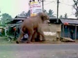 Video : Caught On Video, A Wild Elephant Tears Through A Bengal Town