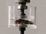 Video : Cockroach-Inspired Robots Can Squeeze Through Cracks