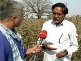 Video : Why Cotton Farmers In Maharashtra's Yavatmal Are Unhappy With BJP