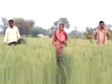 Video: Financial Crisis Being Faced by Farmers in India