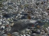 Video : Dead Fish, Thousands Of Them, Show Up Around Bengaluru Lake