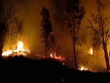 Video : 1 Arrested For Forest Fires Around Kodaikanal In Tamil Nadu