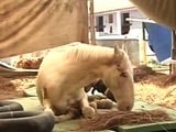 Video : Shaktiman The Horse Shows 'Good Sign of Recovery'