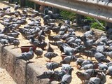 Videos : कबूतरों का दाना-पानी ही इनका रोजगार है...