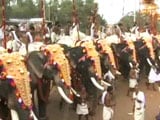 Video : Elephants Keep Up Thrissur Pooram Tradition, Black Paint Masking Injuries